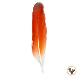 african-grey-feather-(tail)-original